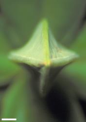 Veronica scopulorum. Apical view of leaf bud, strongly tetragonous with incurved sides. Scale = 1 mm.
 Image: W.M. Malcolm © Te Papa CC-BY-NC 3.0 NZ